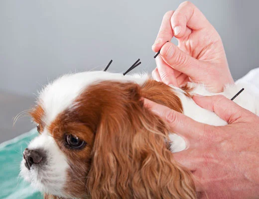 acupuntura veterinária funciona