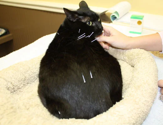 acupuntura veterinária funciona