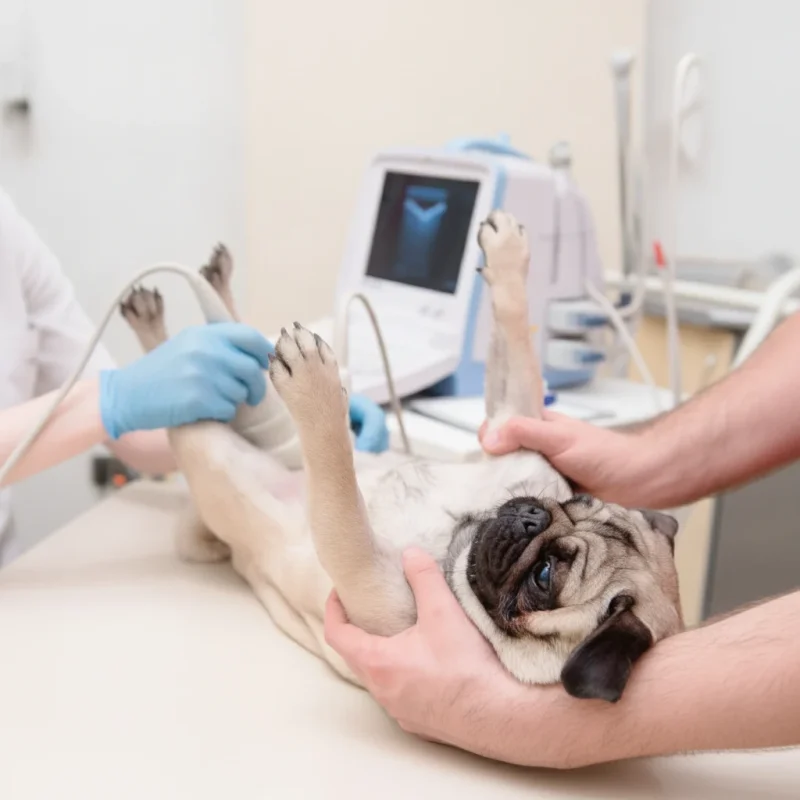 esterilização veterinária para pets