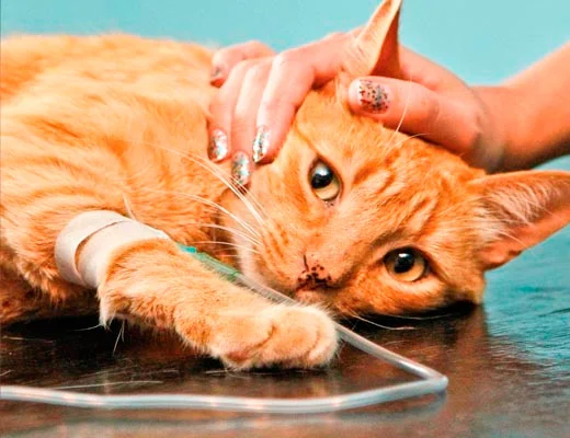 exame de sangue veterinário em 4 horas